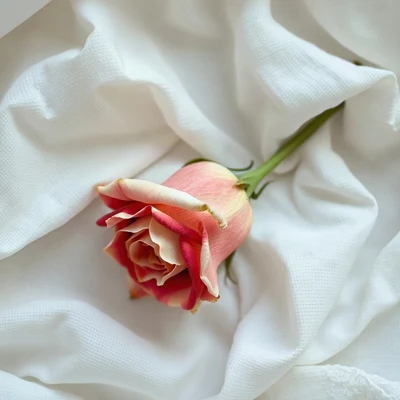 coquette pfp — dried rose on linen, ivory and soft red, delicate lace texture