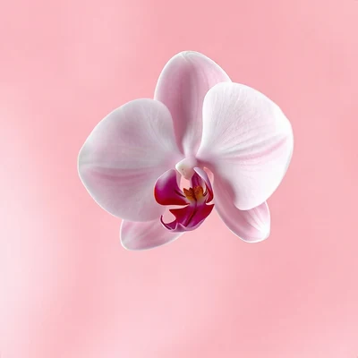 pink pfp — orchid flower, soft 3d render, gentle bokeh