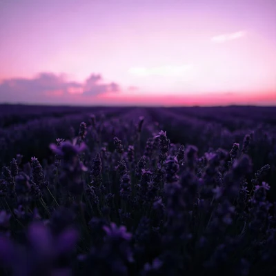 purple pfp — lavender field at dusk, cinematic photo style, subtle sparkle