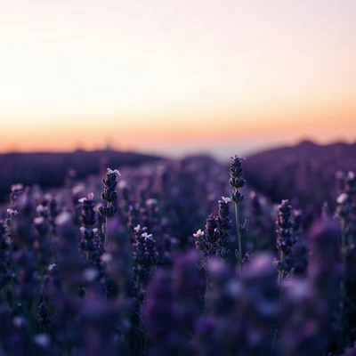 purple pfp — lavender field at dusk, soft 3d render, gentle bokeh