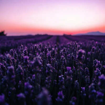 purple pfp — lavender field at dusk, cinematic photo style, subtle sparkle