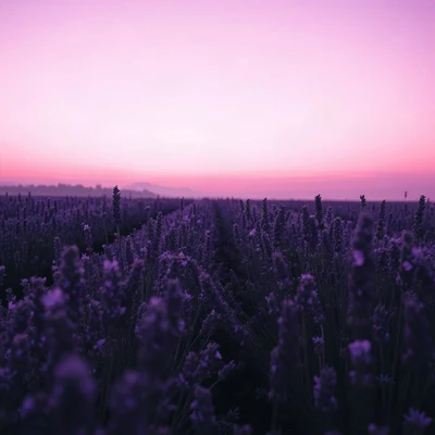 purple pfp — lavender field at dusk, dreamy digital painting, subtle sparkle