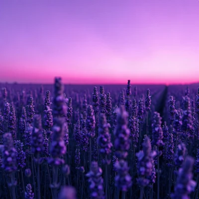 purple pfp — lavender field at dusk, soft 3d render, subtle sparkle